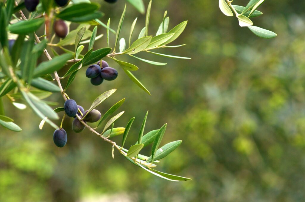 Olives and olive oil from Halkidiki